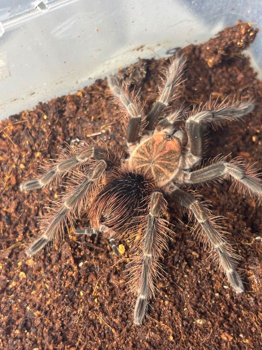 Pamphobetheus platyomma