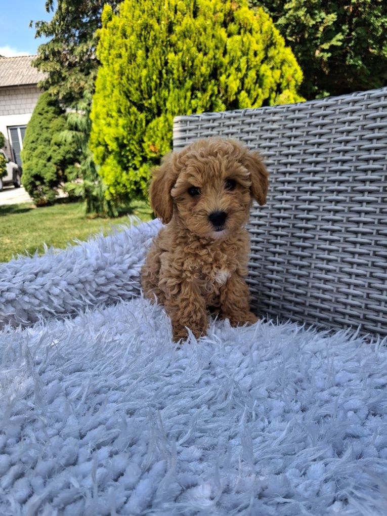 Śliczna suczka Maltipoo