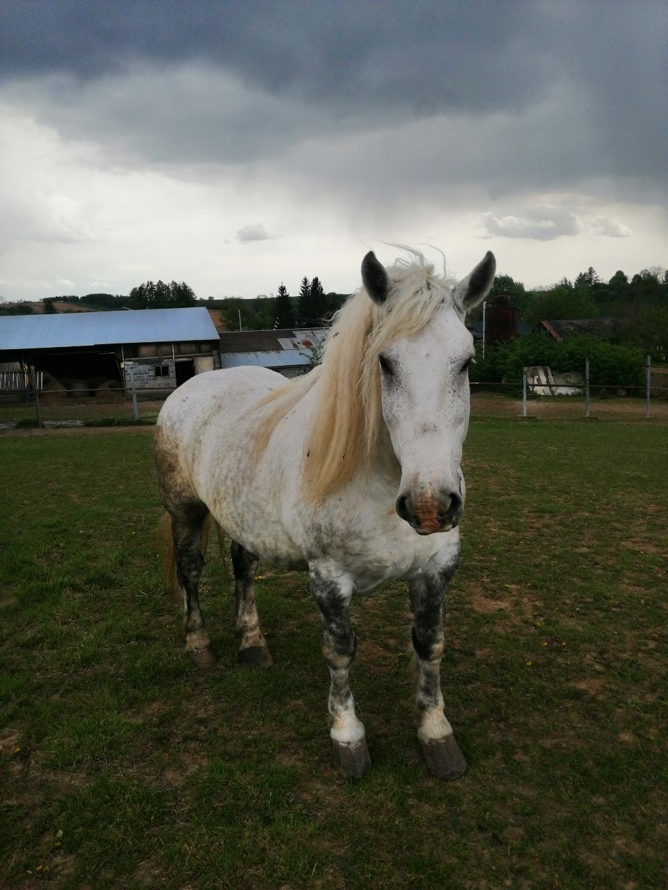 Sprzedam konia zimokrwistego