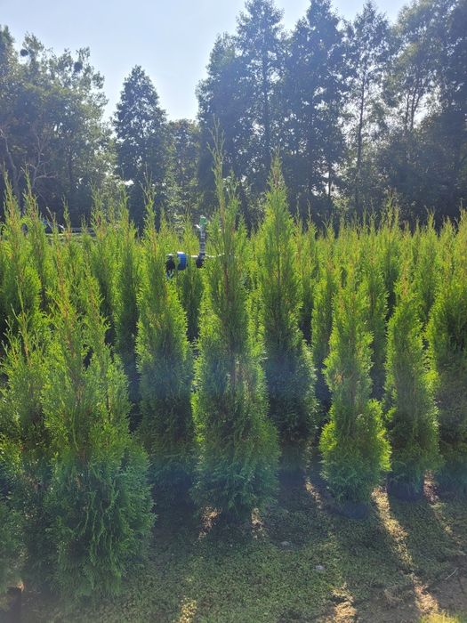 Tuja smaragd 200-250 cm tuje szmaragd thuje poznan thuja zywoplot