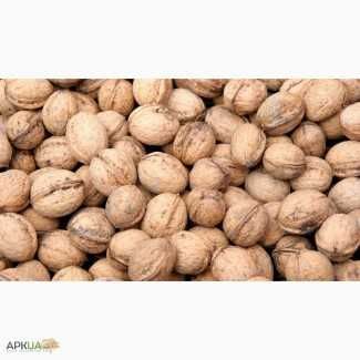 Горіхи не лущені крупні урожай 2025 року.