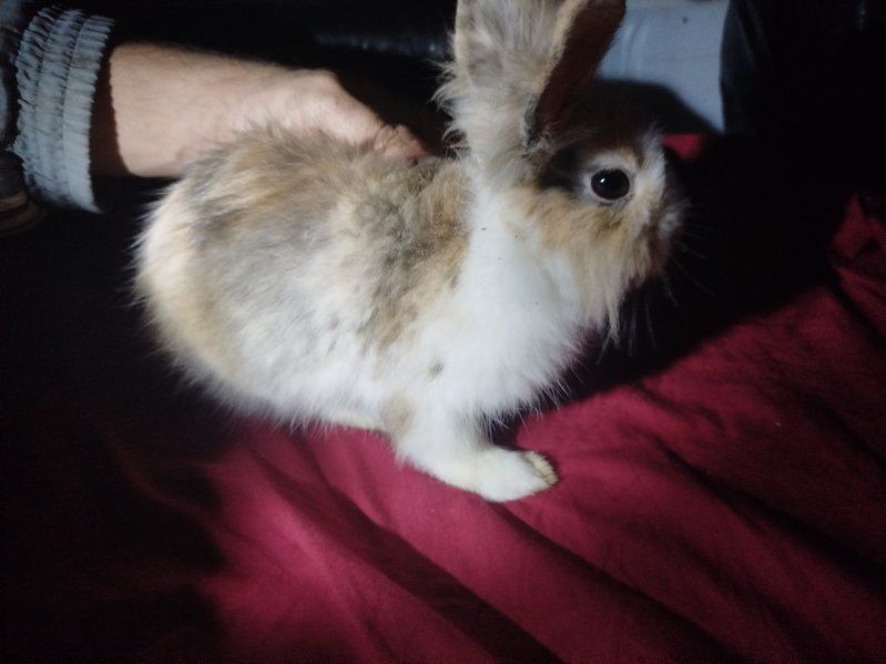 Miniatury króliczków angora i karzełek Teddy