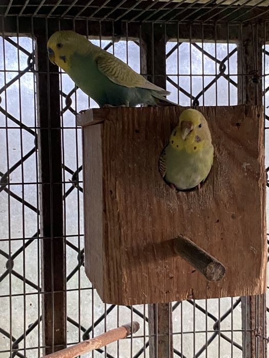Casal de periquitos e outra femea