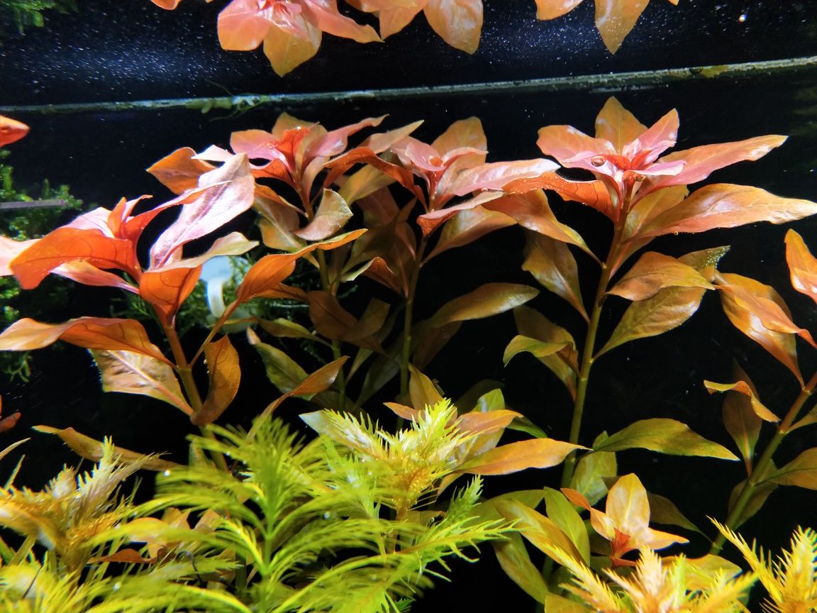 Ludwigia Repens Rubin