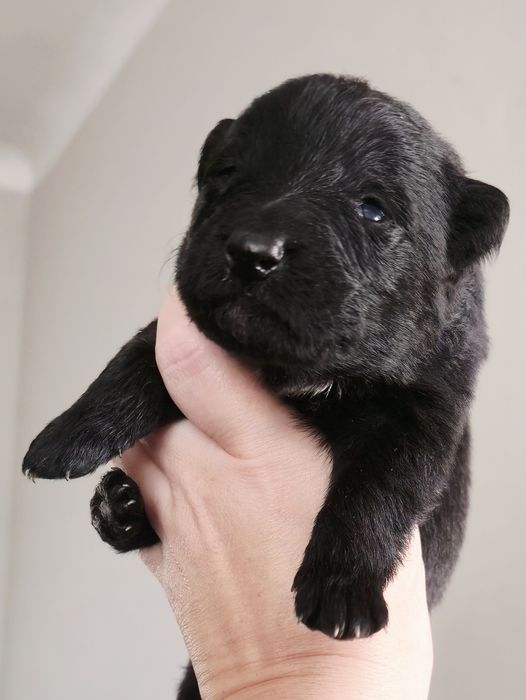 Owczarek niemiecki FCI czarny pies samiec