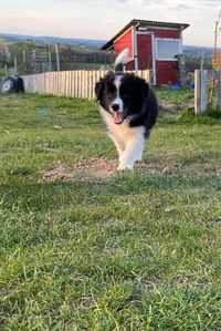 Border collie hodowla anidamara FCI pies gotowy do odbioru.