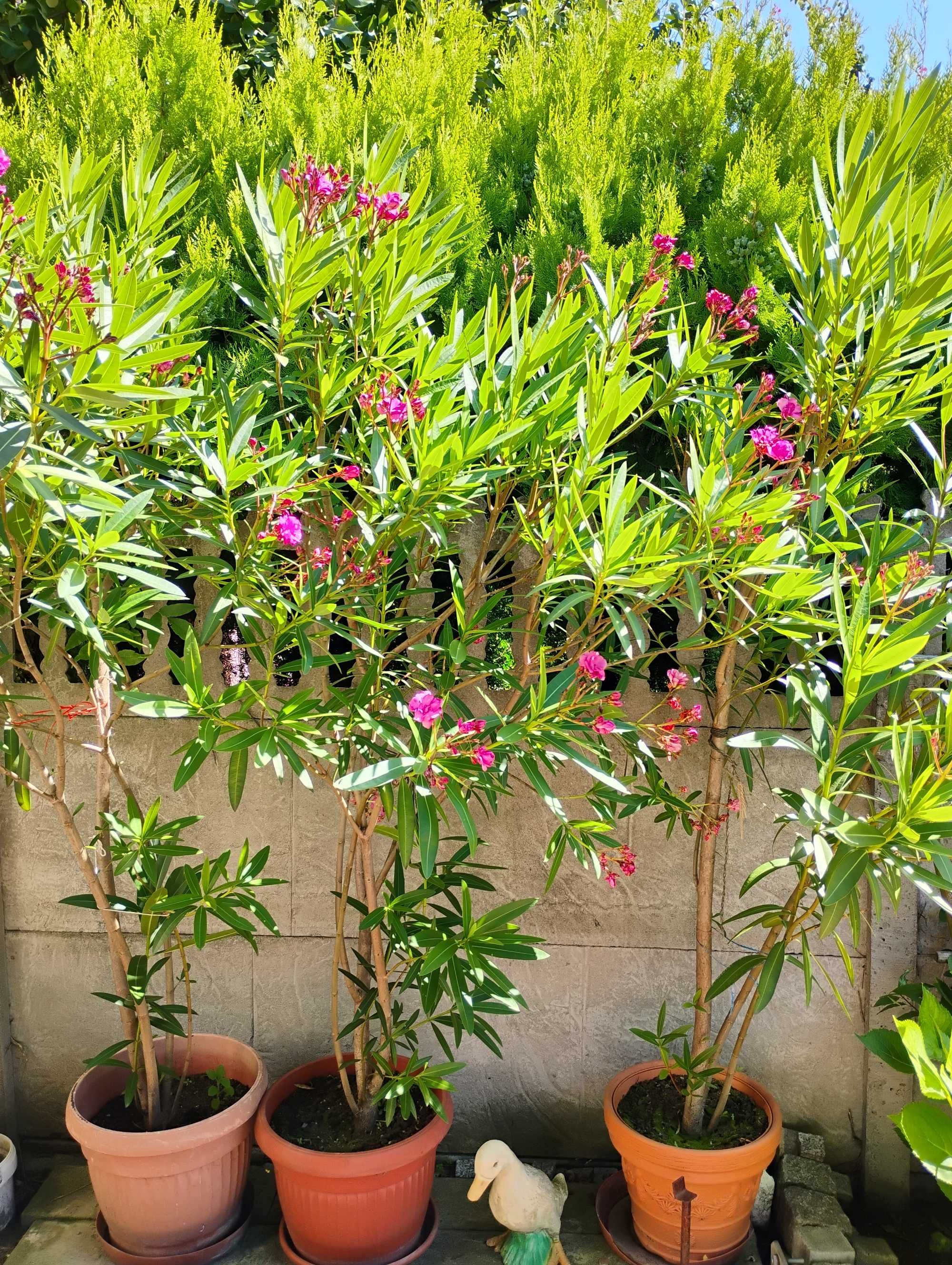 Sprzedam krzak Oleander