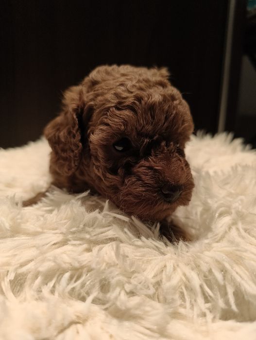 Pudel toy red suczka możliwość rezerwacji