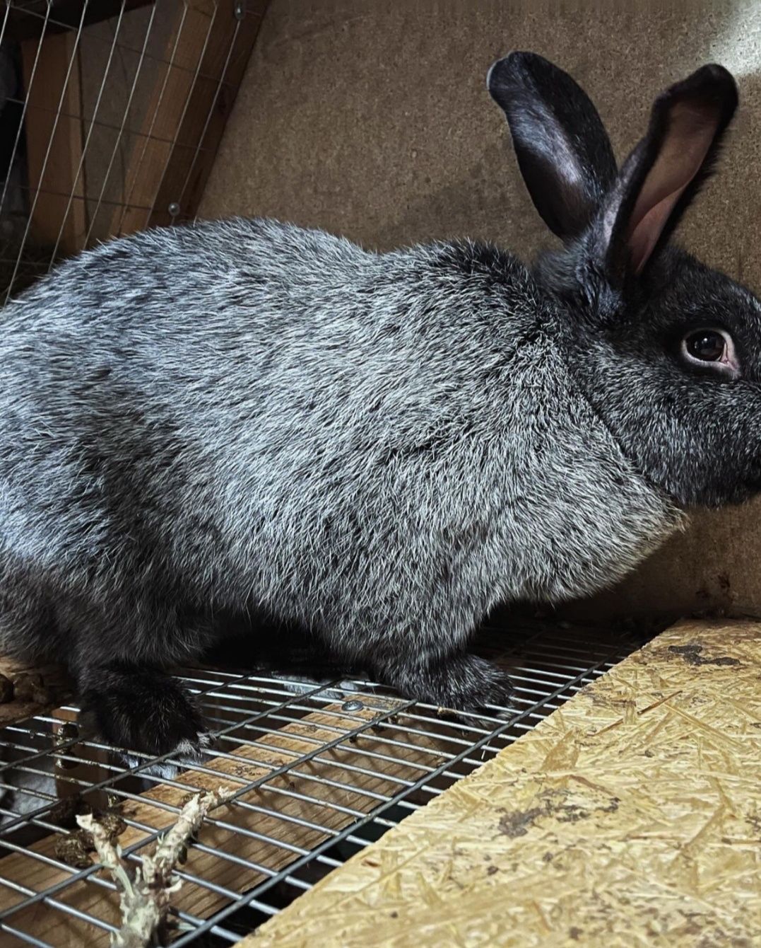 Кролики бургундія, каліфорнія,полтавське срібло