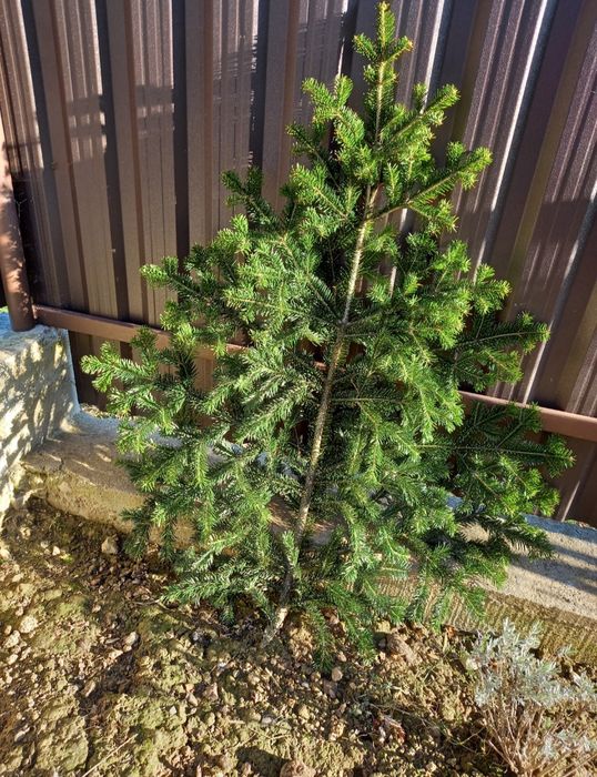 Гілочки для декору та в'язані ялинки мотанки оптом і вроздріб