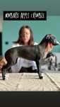 Chart angielski Whippet FCI
