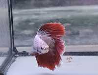 Betta Marble Blue HalfMoon