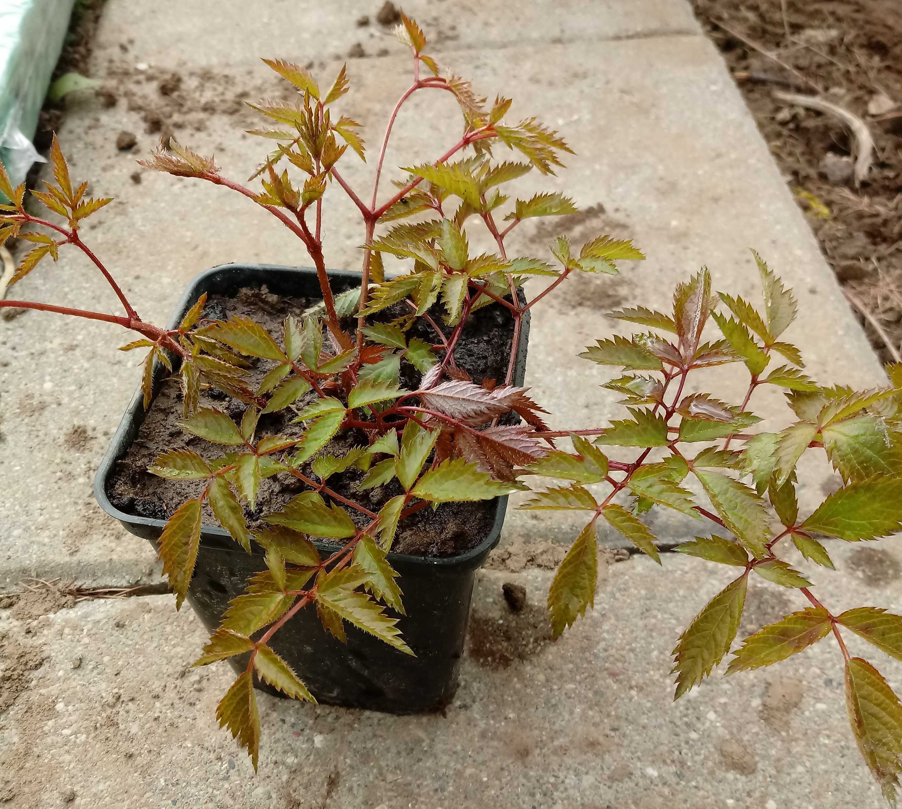Byliny - Tawułka japońska różowa, 2 sadzonki w doniczkach P9