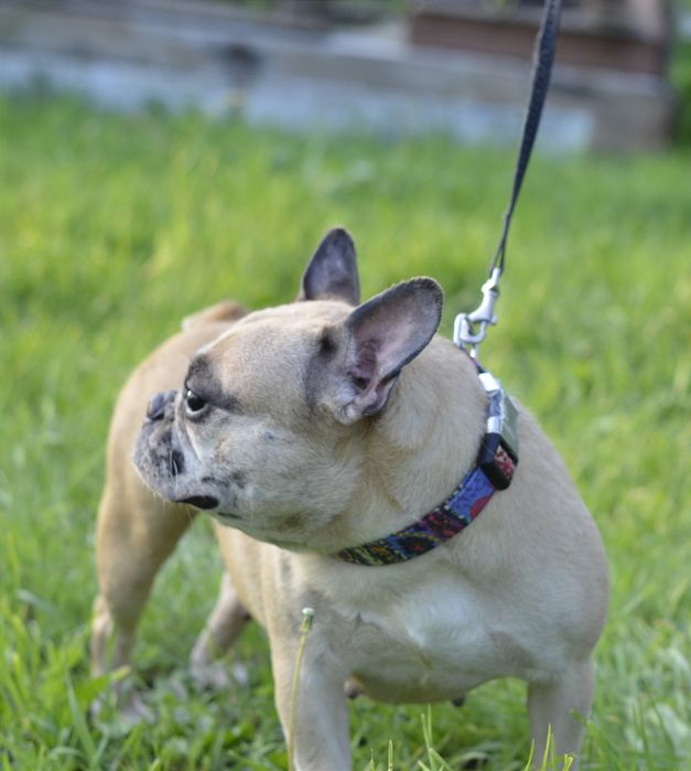 Французька леді.