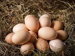 Jaja jajka wiejskie od kur z wolnego wybiegu zdrowie ekologiczne