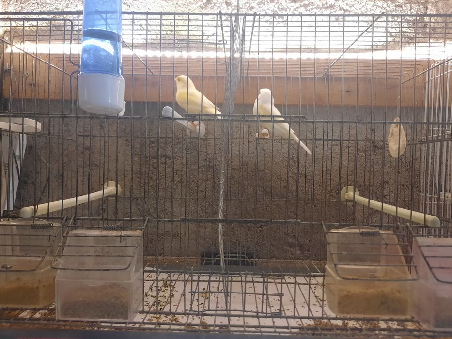 Canarios mosaico amarelo