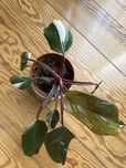 Philodendron Red Anderson