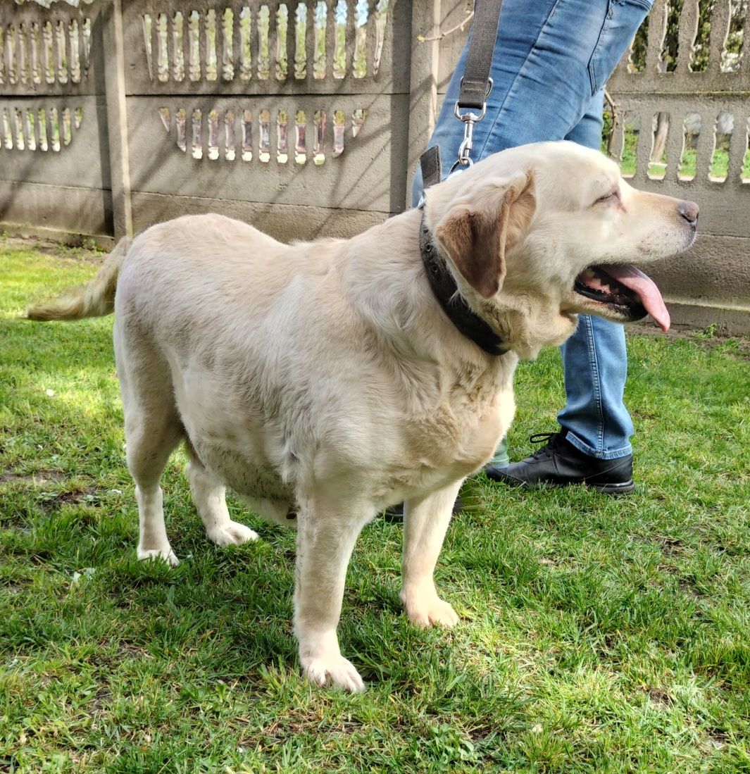 Labrador dorosły suka