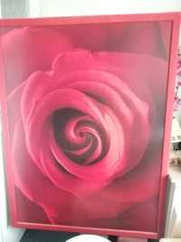 Sprzedam duży obraz soczysty czerwony kolor róży