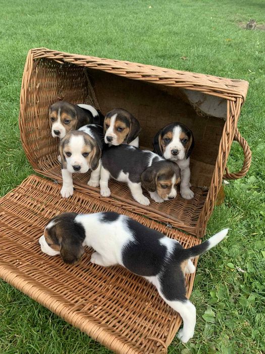 Piękna Suczka Rasy Beagle