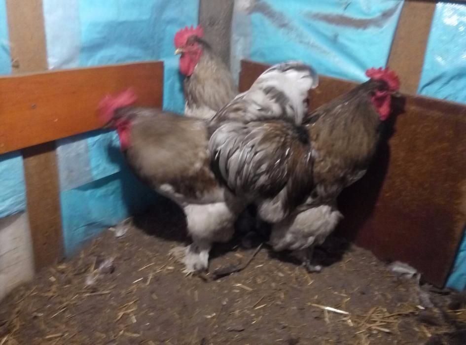 Кохінхіни кури та курчата