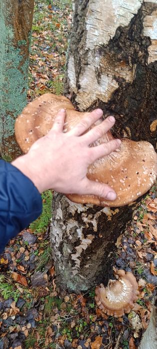 Bialoporek brzozowy 600 g