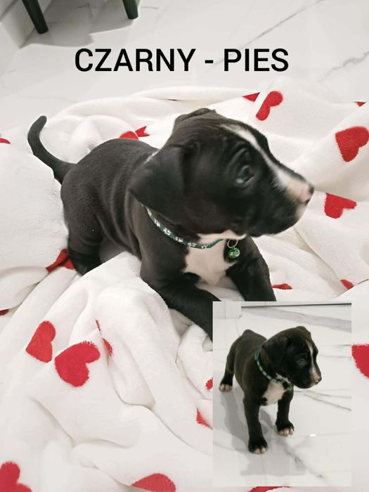 Amstaff szczenięta pieski