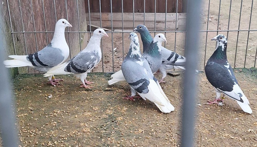 Gołębie pocztowe Biało ogony 3pary