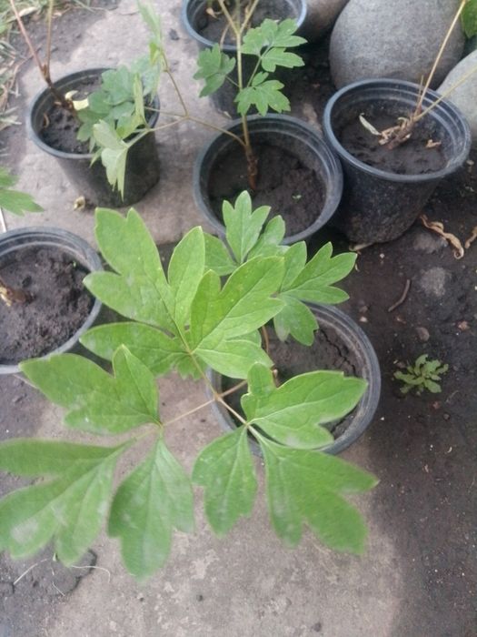 Продам кусты юкки садовой двух  и саженцы древовидного пиона видов