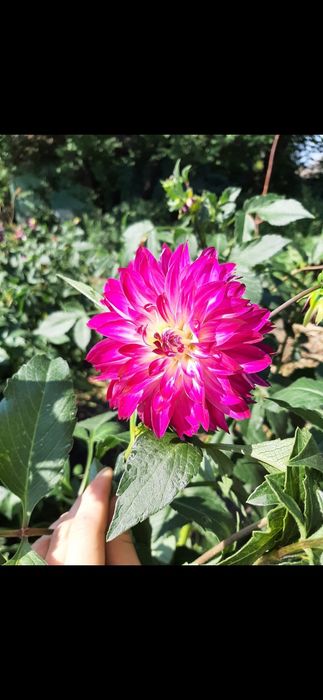 Жоржини георгины