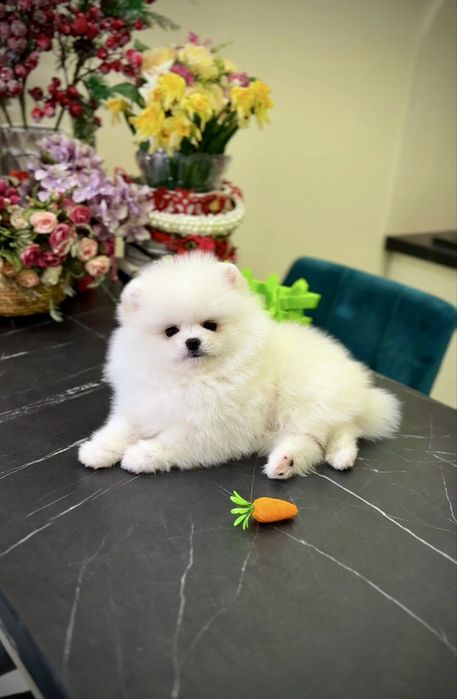 Білі цуценята померанські шпіци в типі ведмежатко з документами.  Шпіц