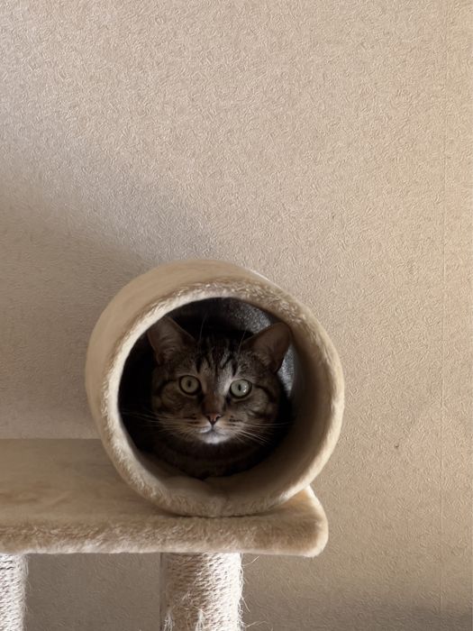 Перетримка котів