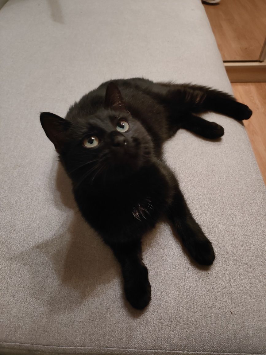 Znaleziona podrzucona czarna kotka już wysterylizowana