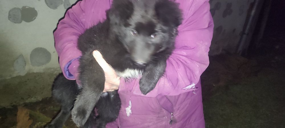 Собака (цуценя) м. Стебник