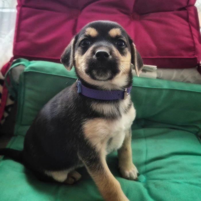 Прилаштовуються цуцики! Безкоштовна доставка та стерилізація за віком!