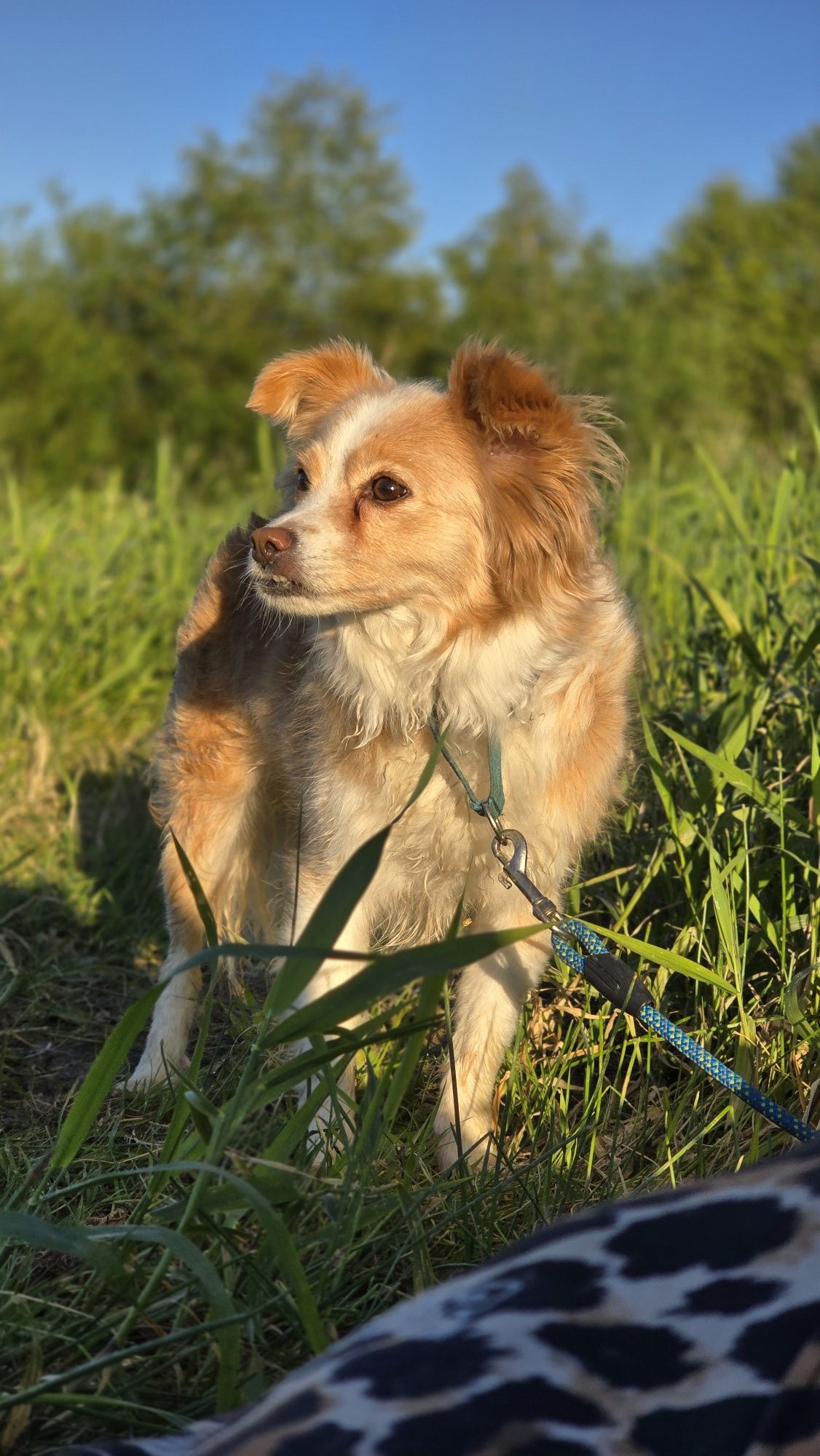 2 letnia maleńka suczka w typie chihuahua