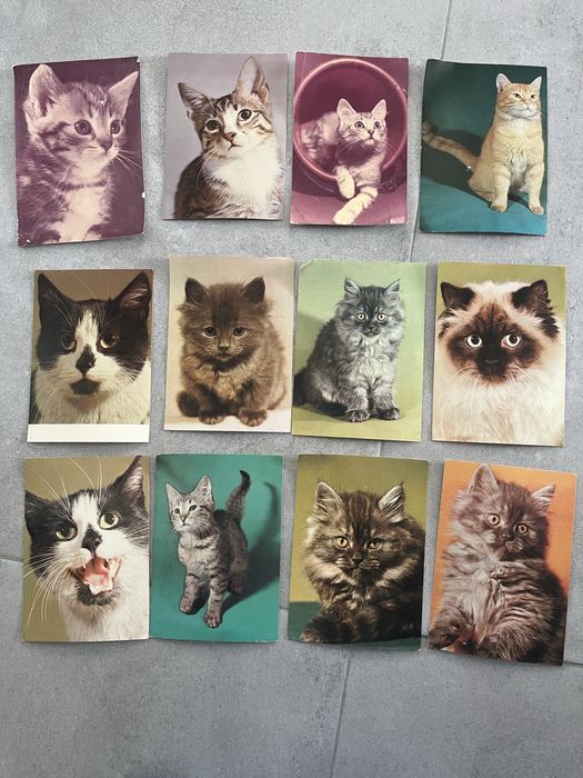 Pocztówki z kotami PRL