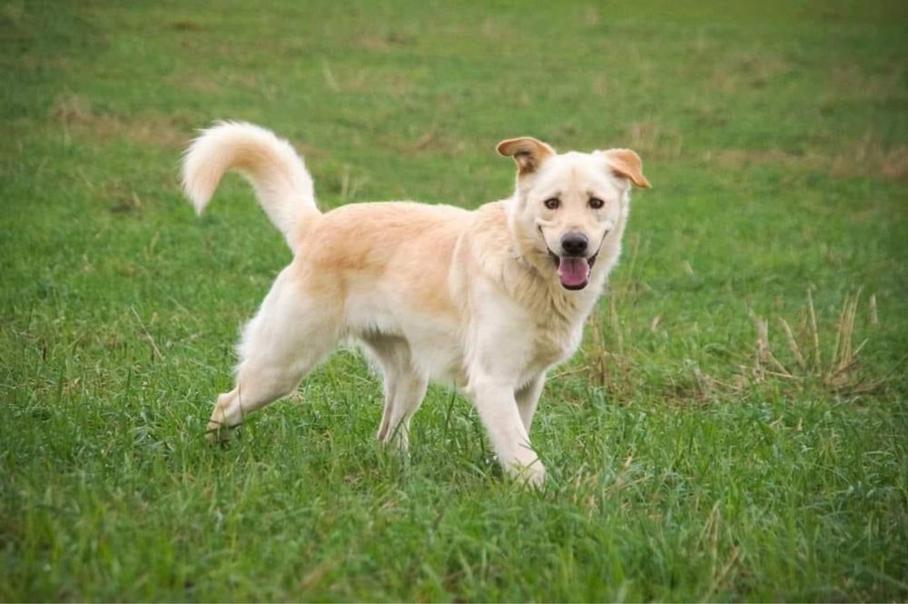 Golden Retriver Caruso czeka na dom