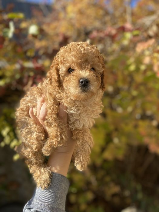 Идеальный мини мальтипу F1 — малыш,