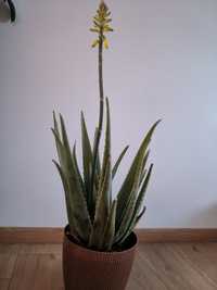 Aloes z gran canaria