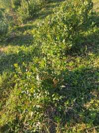 Krzewy borówek, 4 letnie, owocujące , na działkę
