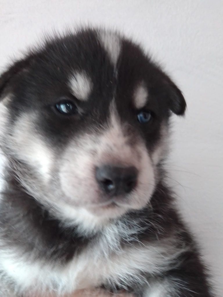 Husky siberiano c/ lop pedigree c.pc