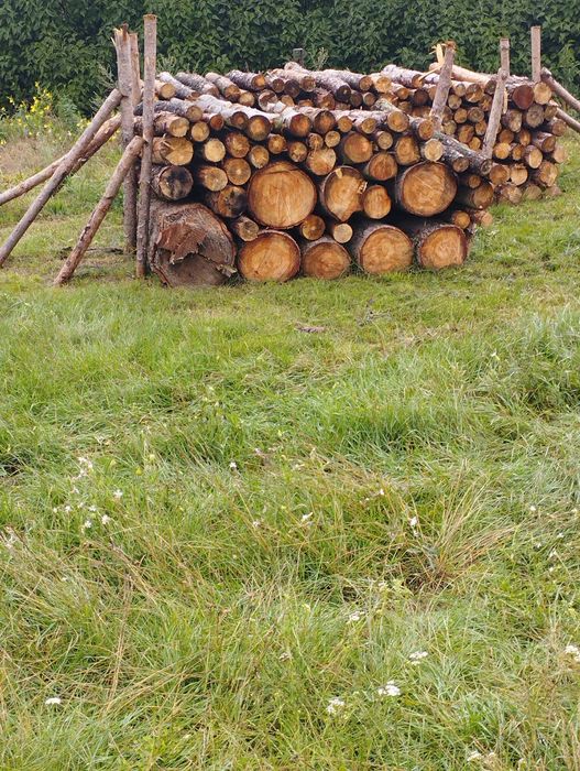 Drewno opałowe, sosna, suche, wałki 1m