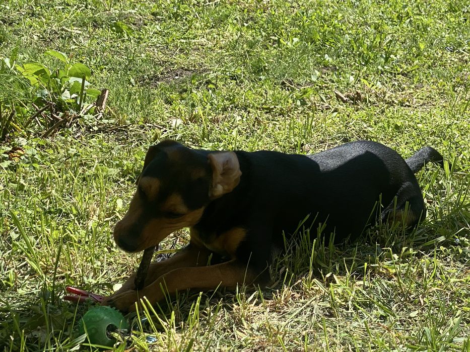 Собака в хороші руки