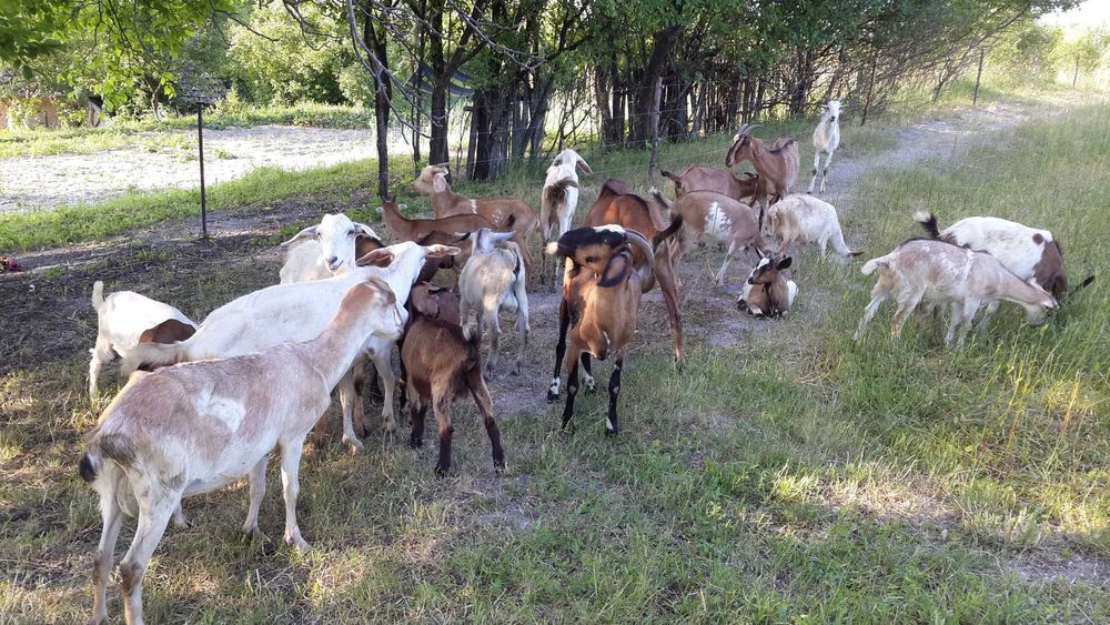 Кози породисті розумні та ручні. 9шт. Траса Київ-Чоп с.Ясенів