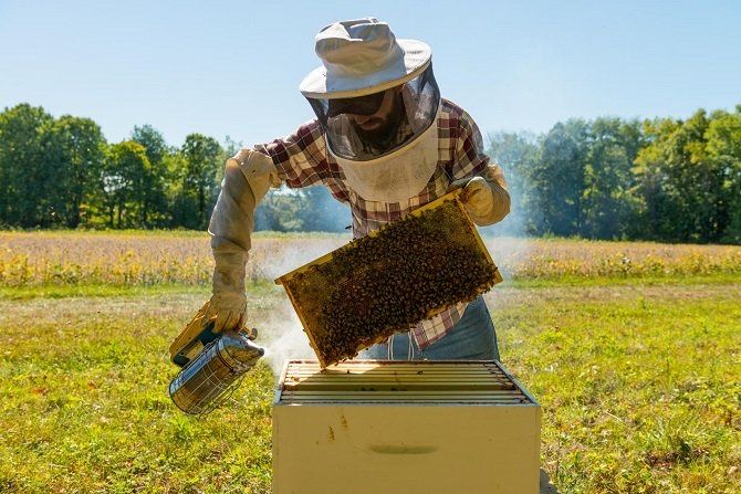 Продам пасіку, обладнання та інвентар .