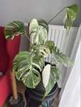 Monstera Variegata - szczepki
