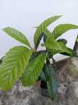Nespereira c/5 anos