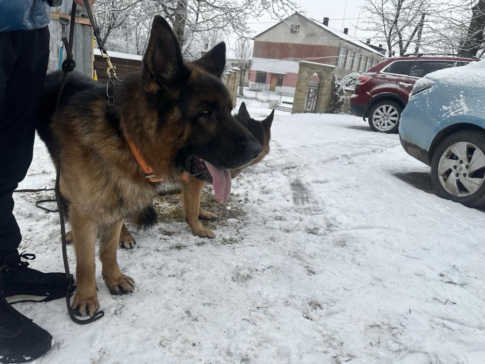 Цуценята німецької вівчарки