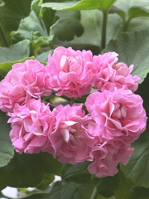 Princess Philippa пеларгонія розебуд( зріз)